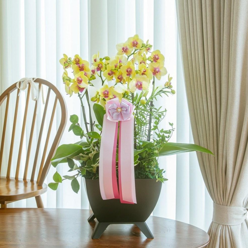 나눔플라워 전국 저가 서양란 취임 진급 승진 개업 승진란 개업란 진급란 축하 꽃배달서비스 당일꽃배달, 1개 119,800원