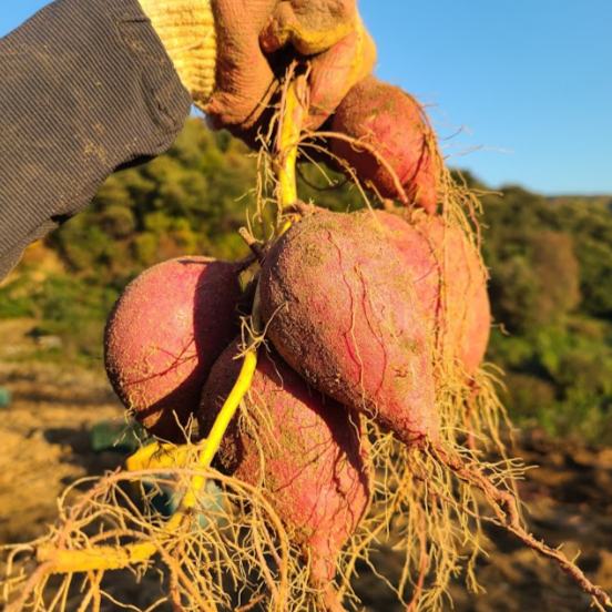 [재구매1위] 당일수확 해남 고구마 달달촉촉 꿀고구마 19,900원
