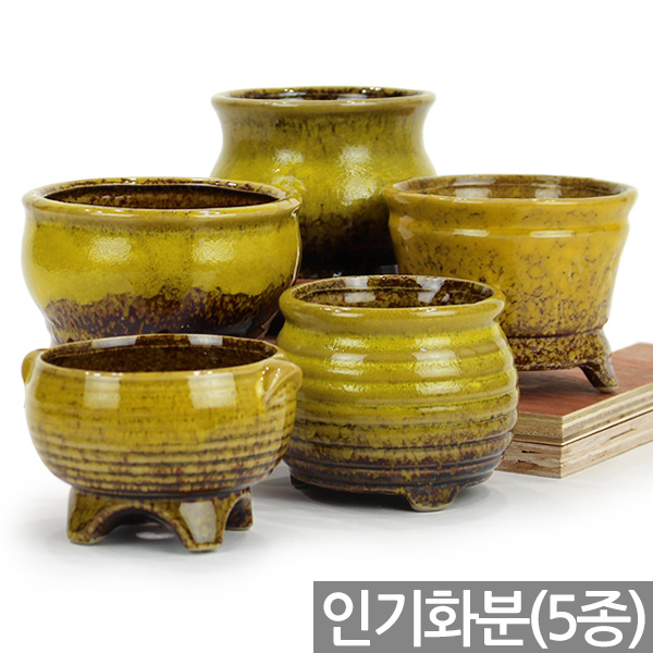 세인화분 인기 유약 칼라화분 세트 - 다육 다육이 17,900원