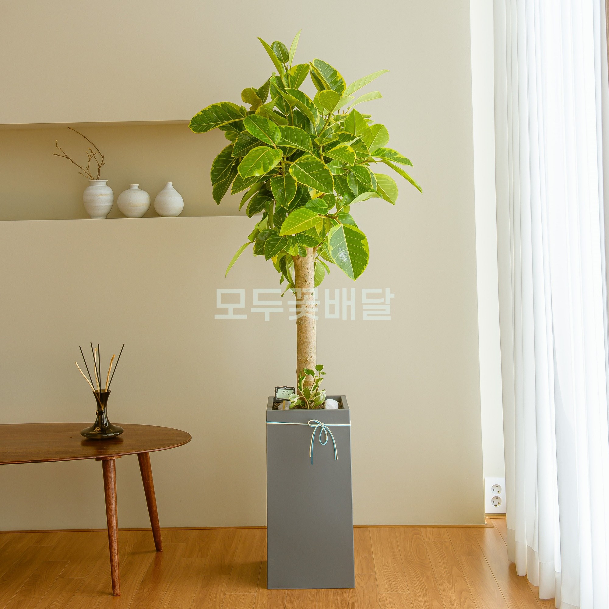 모두꽃배달 개업 화분 배달 가게오픈 축하 사무실 병원 카페, 1개, 14. 뱅갈고무나무 고급형 119,000원