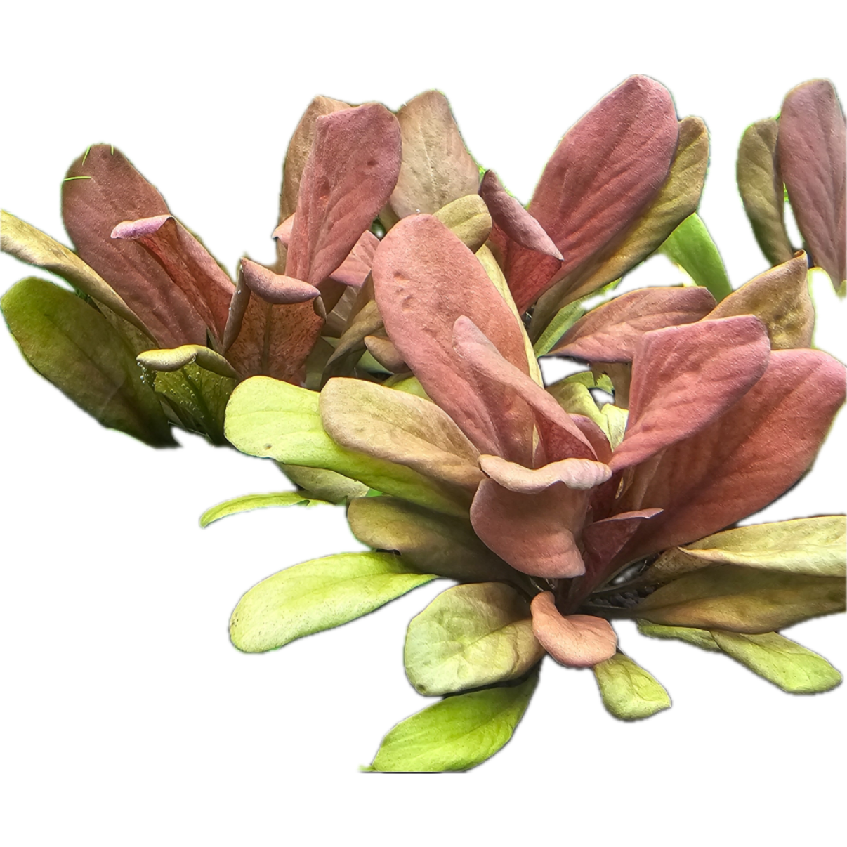 [수초인] 사모루스 레드 수질정화/고급 수초/어항 수초/달팽이가 없는/구피 새우 물고기 어항 은신처 수초 13,700원