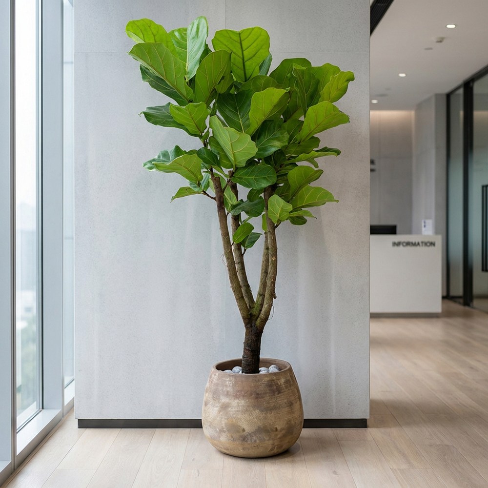키우기쉬운식물 대형 떡갈고무나무 플랜테리어 실내공기정화식물, 1개, 진황토 210,000원