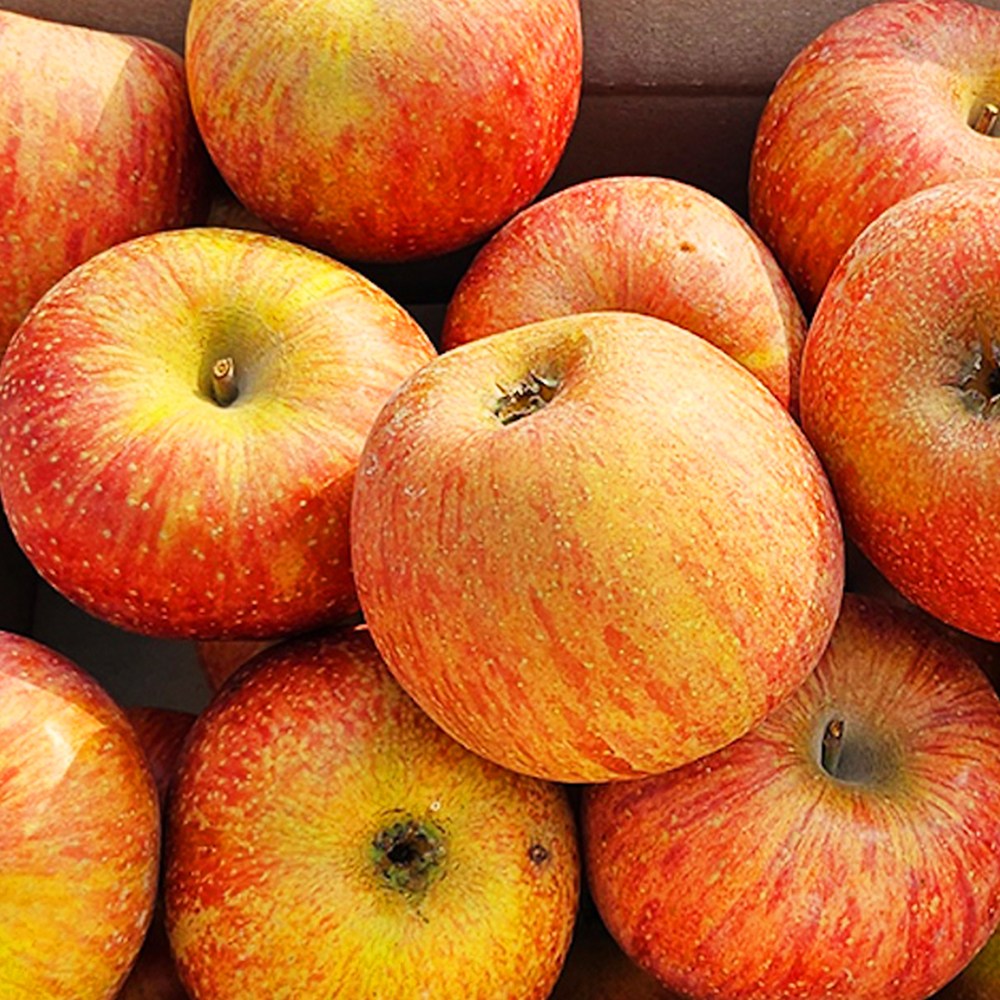 만족도1위 상큼달콤 고당도 사과 꿀사과 8,600원