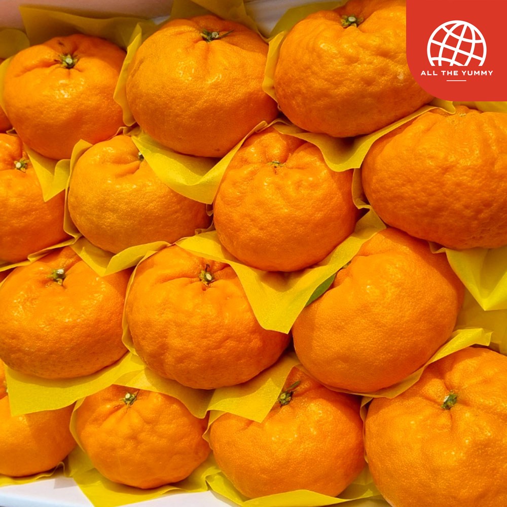 [올더야미] 제주 산지직송 신품종 윈터프린스 프리미엄 중과 5kg(26-34과) 80,500원