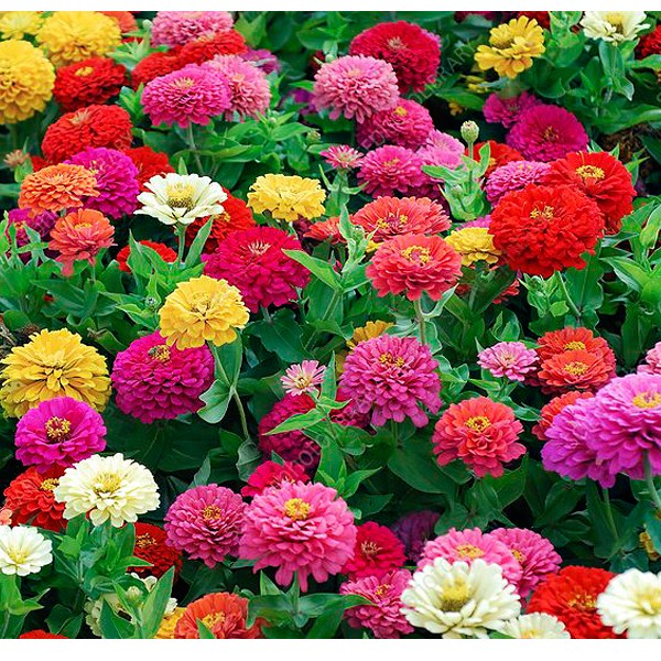 조이가든센터 백일홍 씨앗- 1kg 55,000원