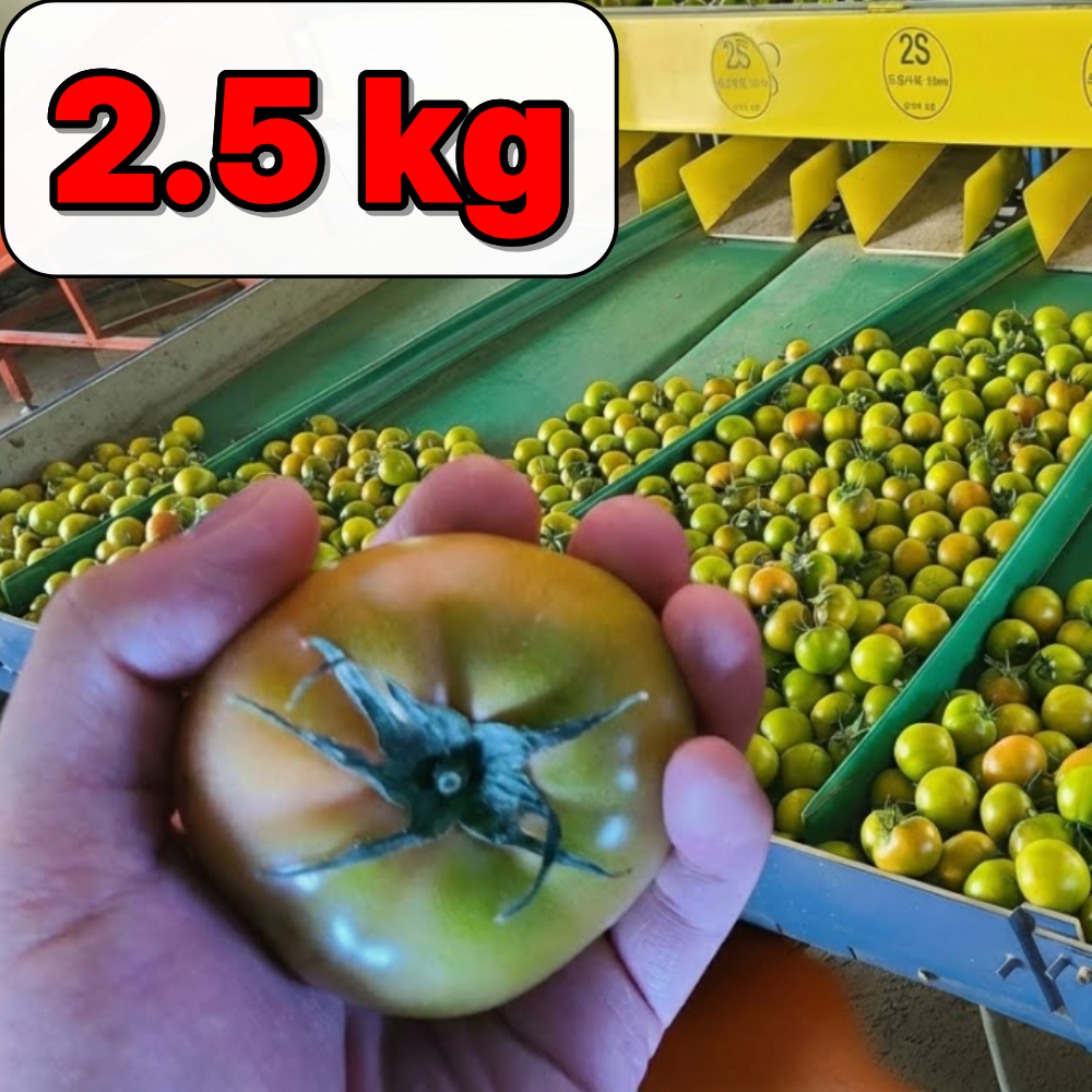 [초특가] 부산 대저토마토 짭짤이 못난이 11,800원