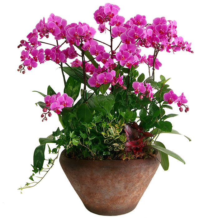 119플라워 (당일배송) 핑크호접란 ST-H358 서양난 미니호접 호접난 행사용 환갑 승진 영전 전시회 개업 전국꽃배달 생일 기념일 꽃선물 꽃배달, 1개 105,700원