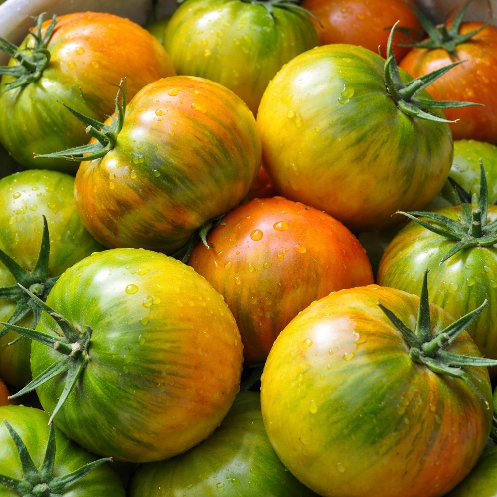 [재구매1위] 초특가 고당도 짭짤이 대저토마토, 1개, 2.5kg 혼합과(2S-L) 실속형 15,900원