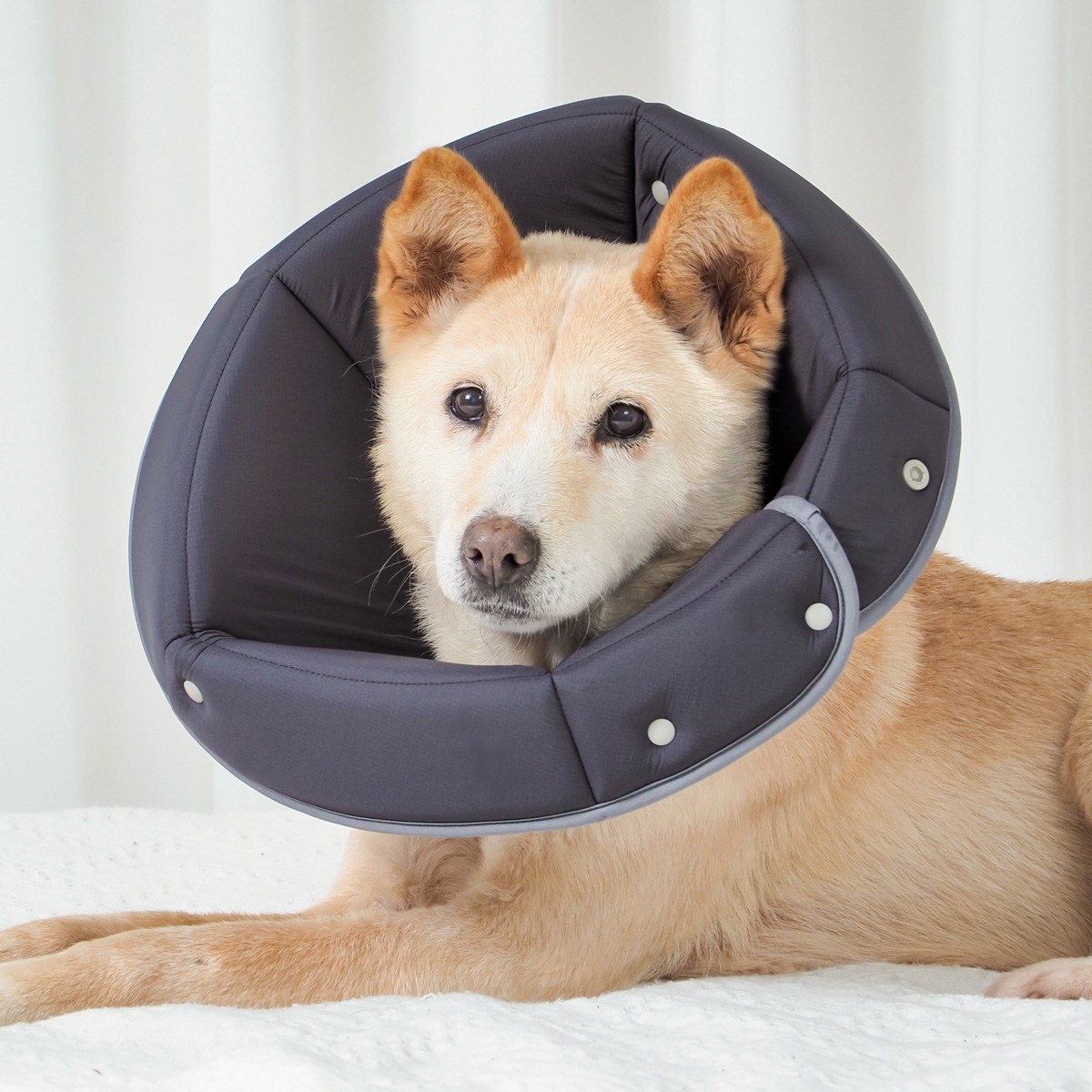 개놀자 반려동물 펜타곤 넥카라 대형견 중형견 36,000원