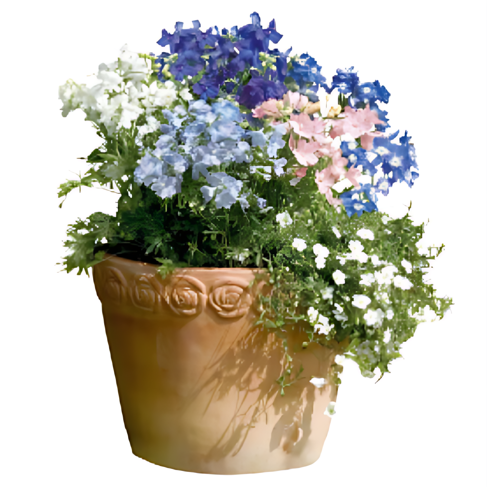 미니델피늄 혼합색 씨앗 소포장 대포장 선택구매, 1개 34,650원