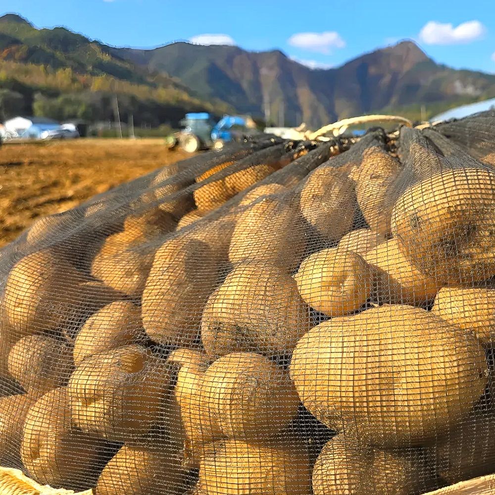 강원도 수미감자 햇감자 산지직송, 1박스, 2025년 수미햇감자 (특) 2kg 12,900원