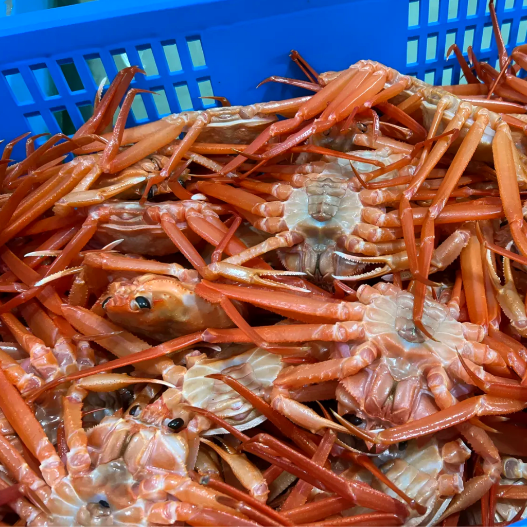 바다담은수산 당일조업 포항 구룡포 자숙 연지홍게 수율보장 38,200원