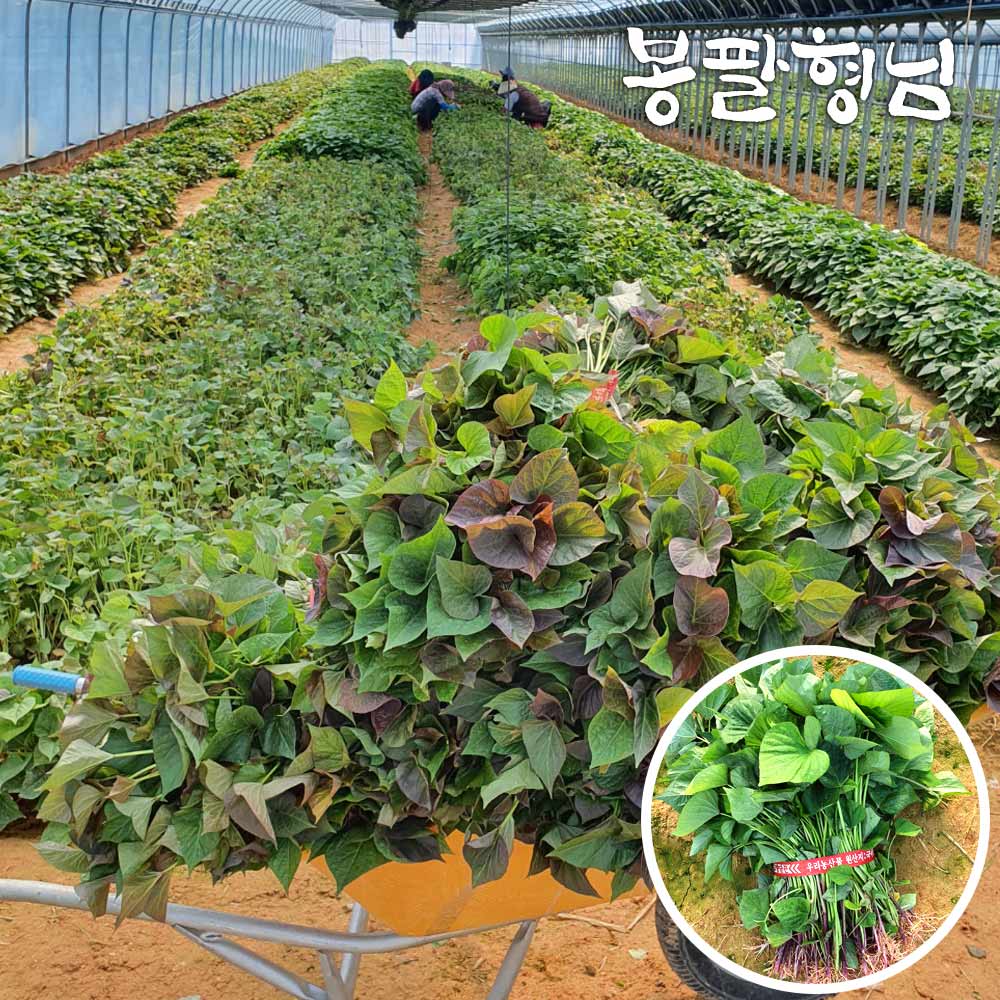 2026 호풍미모종 3kg 고구마순 호박고구마모종 32,900원