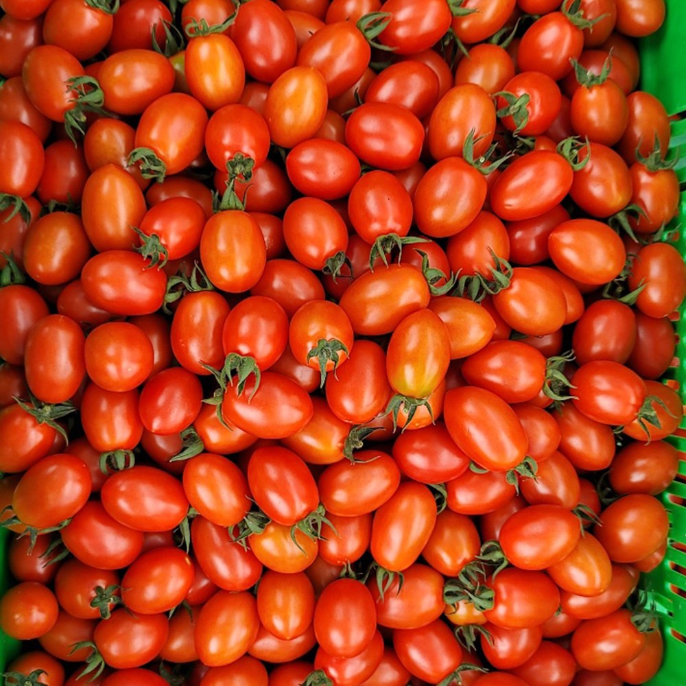 [싱싱냠냠] 국내산 달콤한 스테비아 대추방울토마토 22,620원