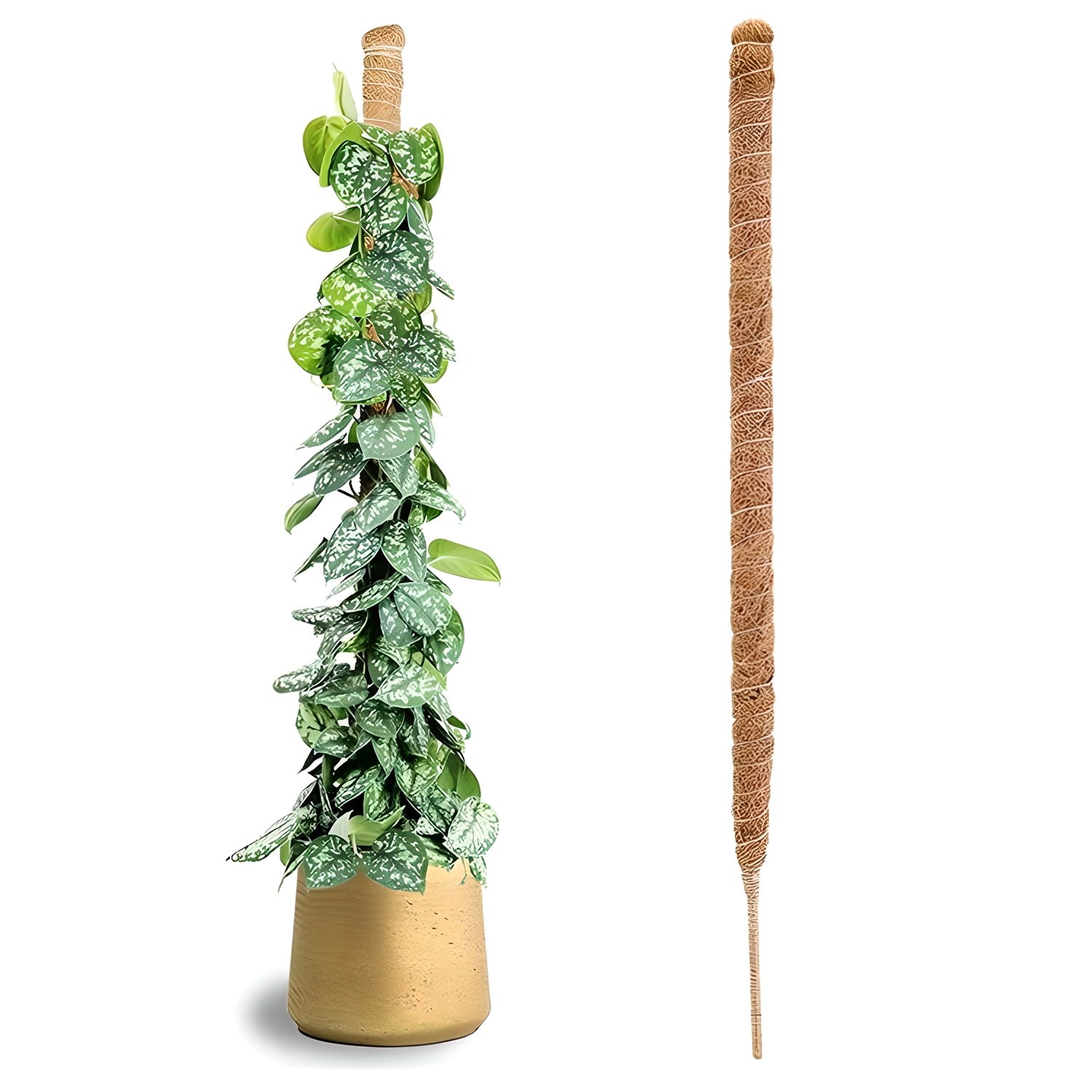 미화부장 몬스테라 슬림 수태봉 구부러지는 와이어 긴 얇은 넝쿨 식물지지대 11,800원