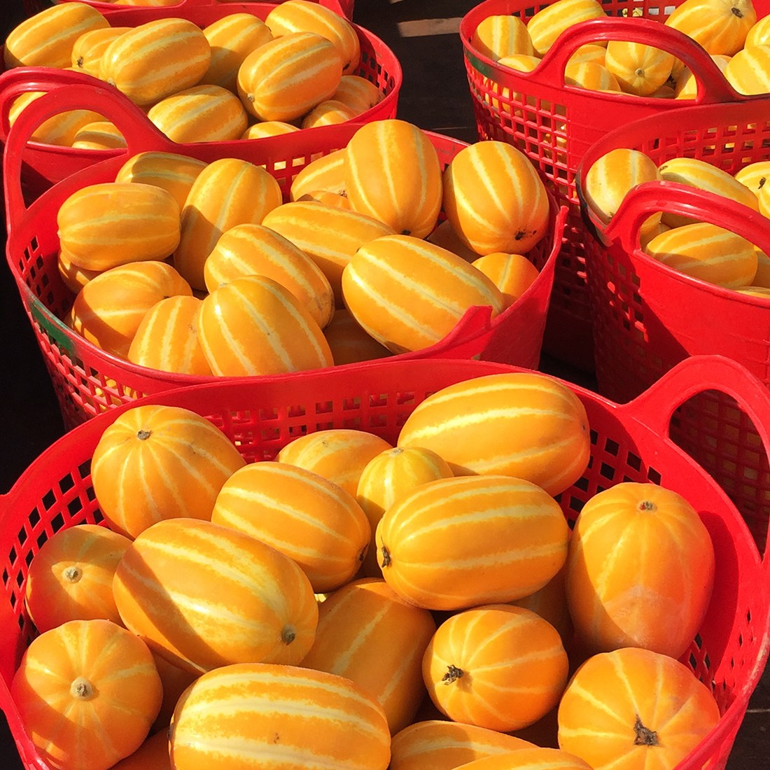 조선명찬 당도선별 가정용 성주 참외, 1박스, 로얄과 5kg 64,800원