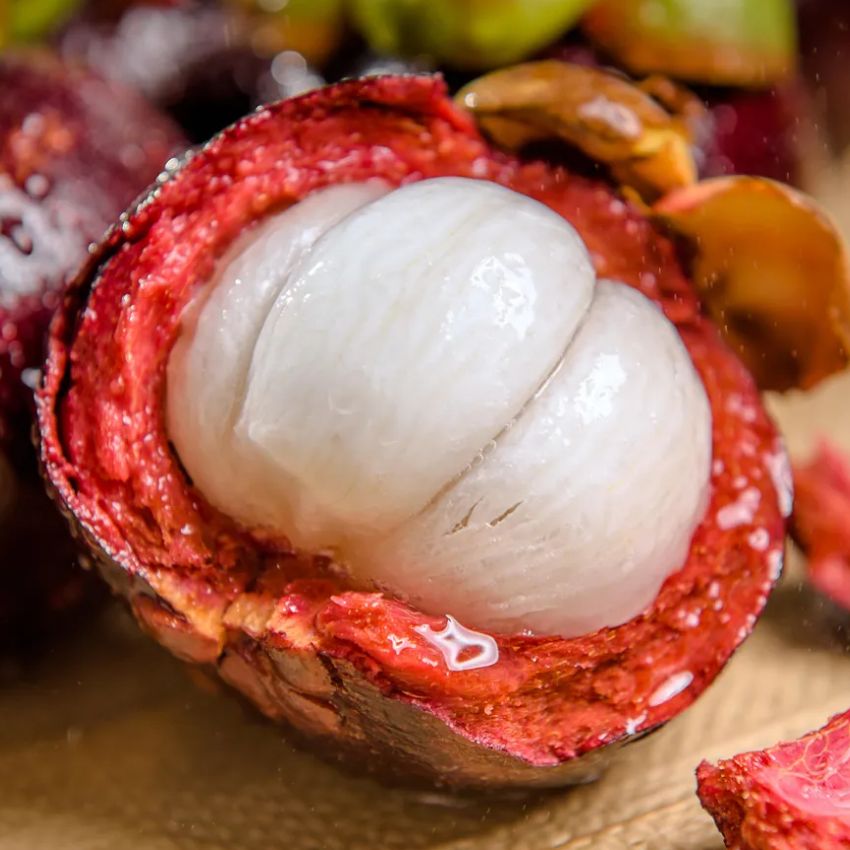 [재구매1위] 고당도 태국직송 생 망고스틴 87,500원