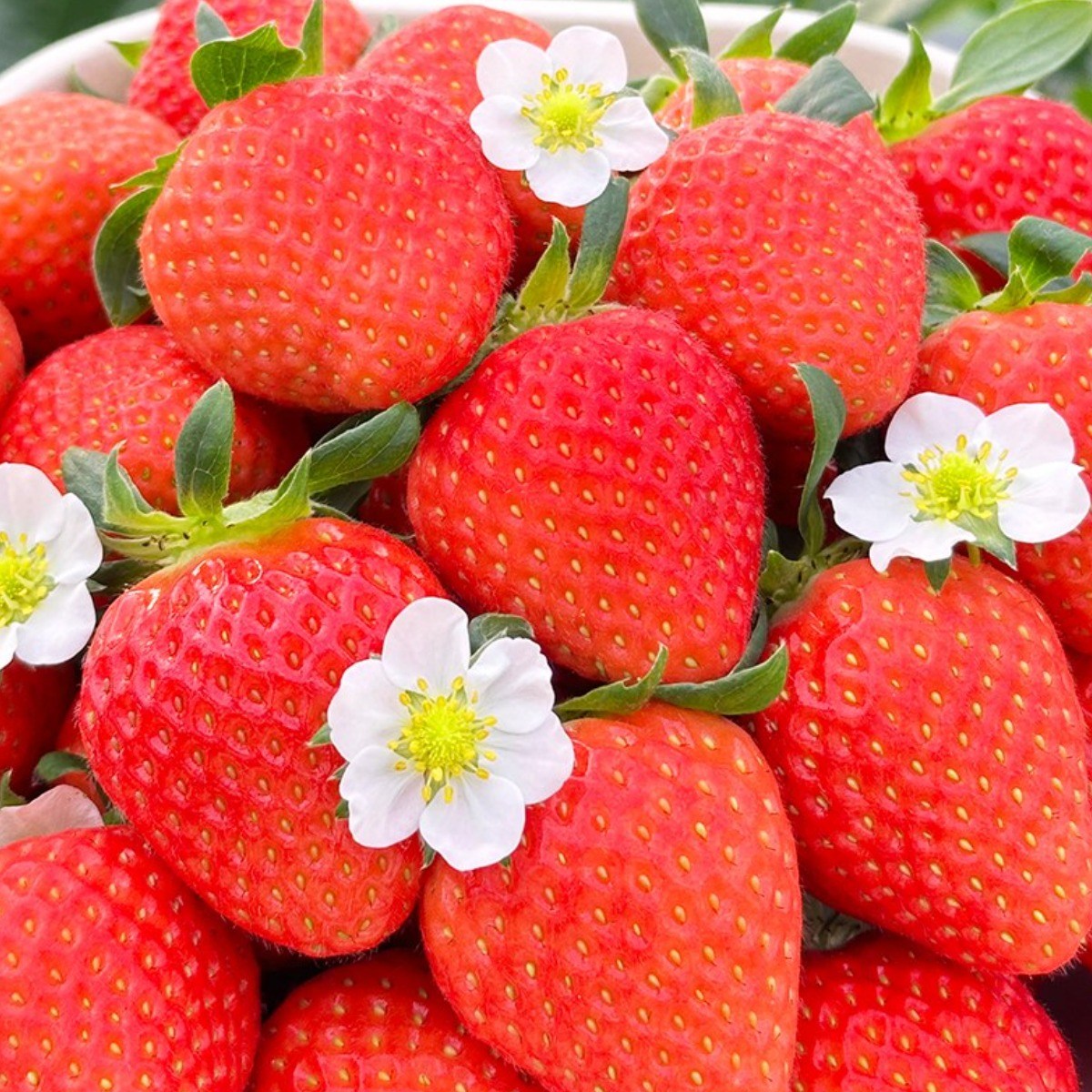 페이머스파머스 최상급 고당도 명품딸기 설향 금실 스마트팜 강릉, 1박스, 금실 1.4kg 48,100원