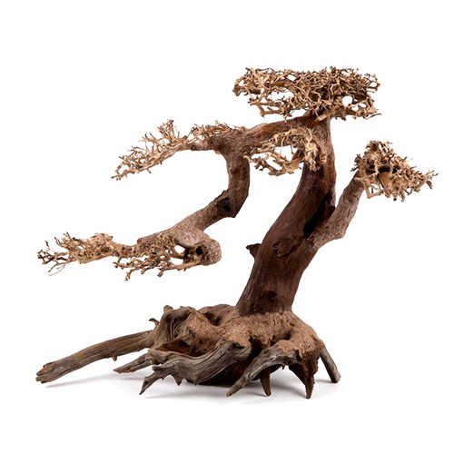 유피코리아 모스트리 분재유목 M442 189,800원