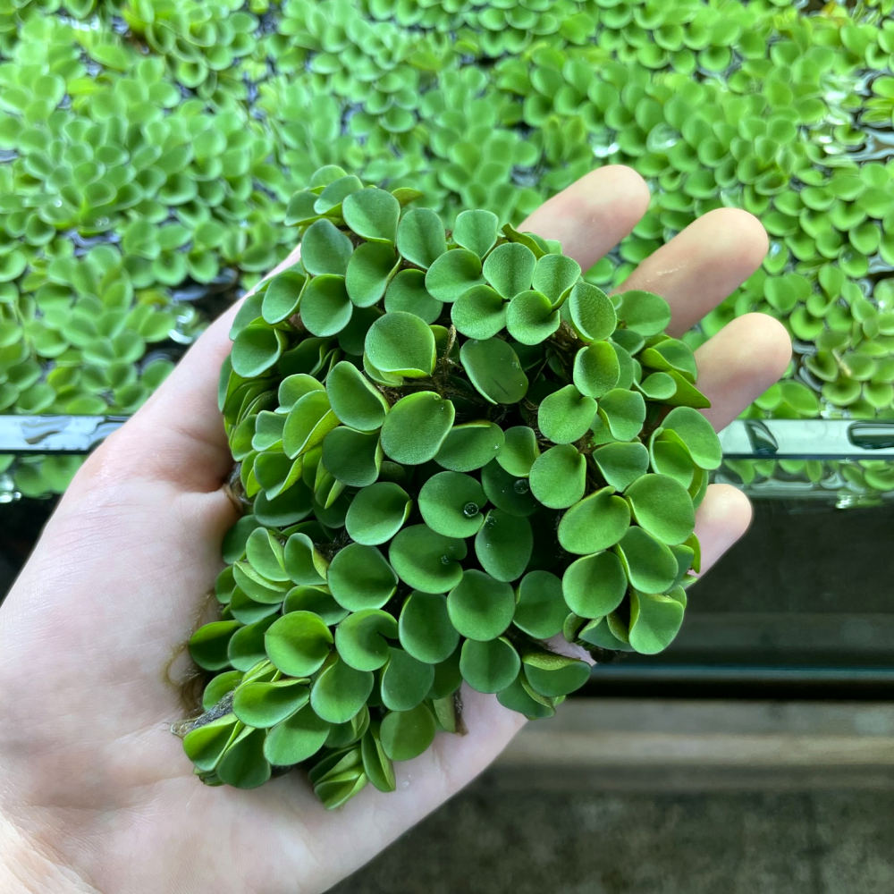 [수초인] 살비니아 쿠쿠라타 /부상수초 달팽이가 없는 깨끗한 수초 구피 새우 물고기 어항 은신처 초보수초 12,700원