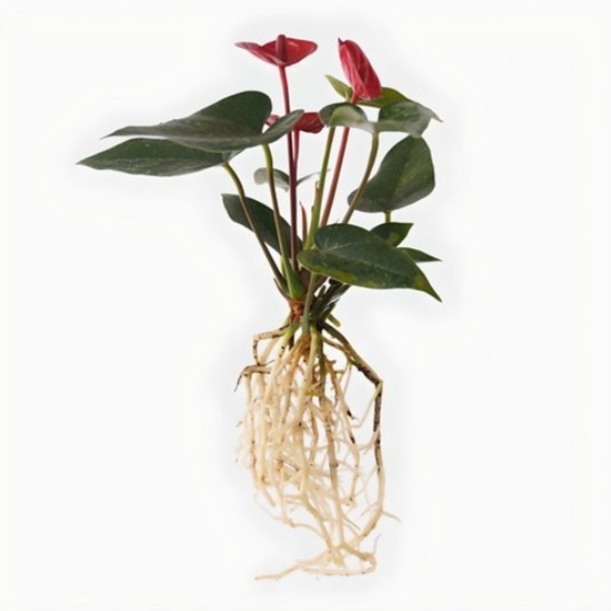 메이크정글 공기정화 수경재배 흙 세척 식물 모음 안스리움 10,210원