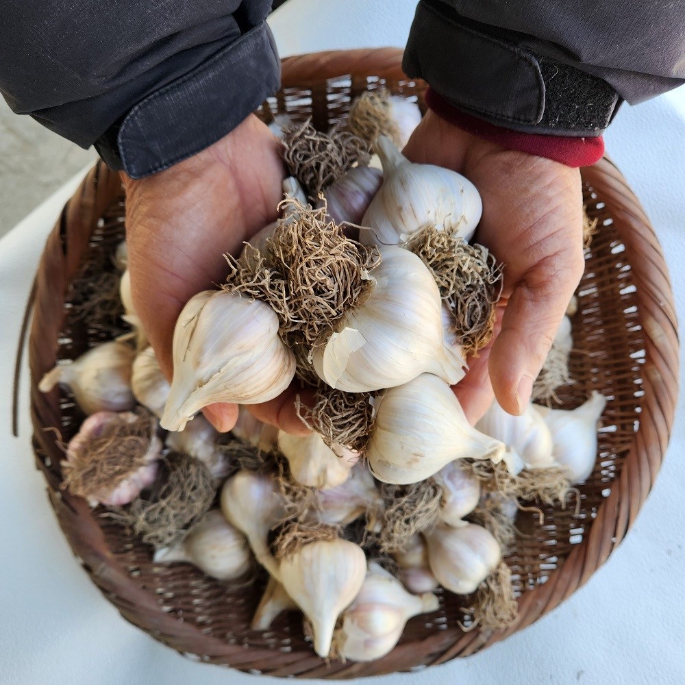 의성마늘동네 육쪽 국산 마늘 통마늘 햇마늘, 1박스, 중소1접 2.5kg 100개이상 42,000원