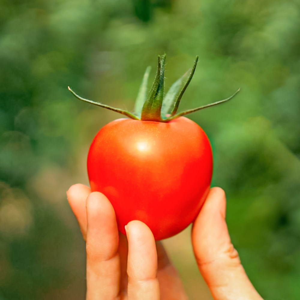 백화점 납품용 완숙 토마토 유럽종 19,900원