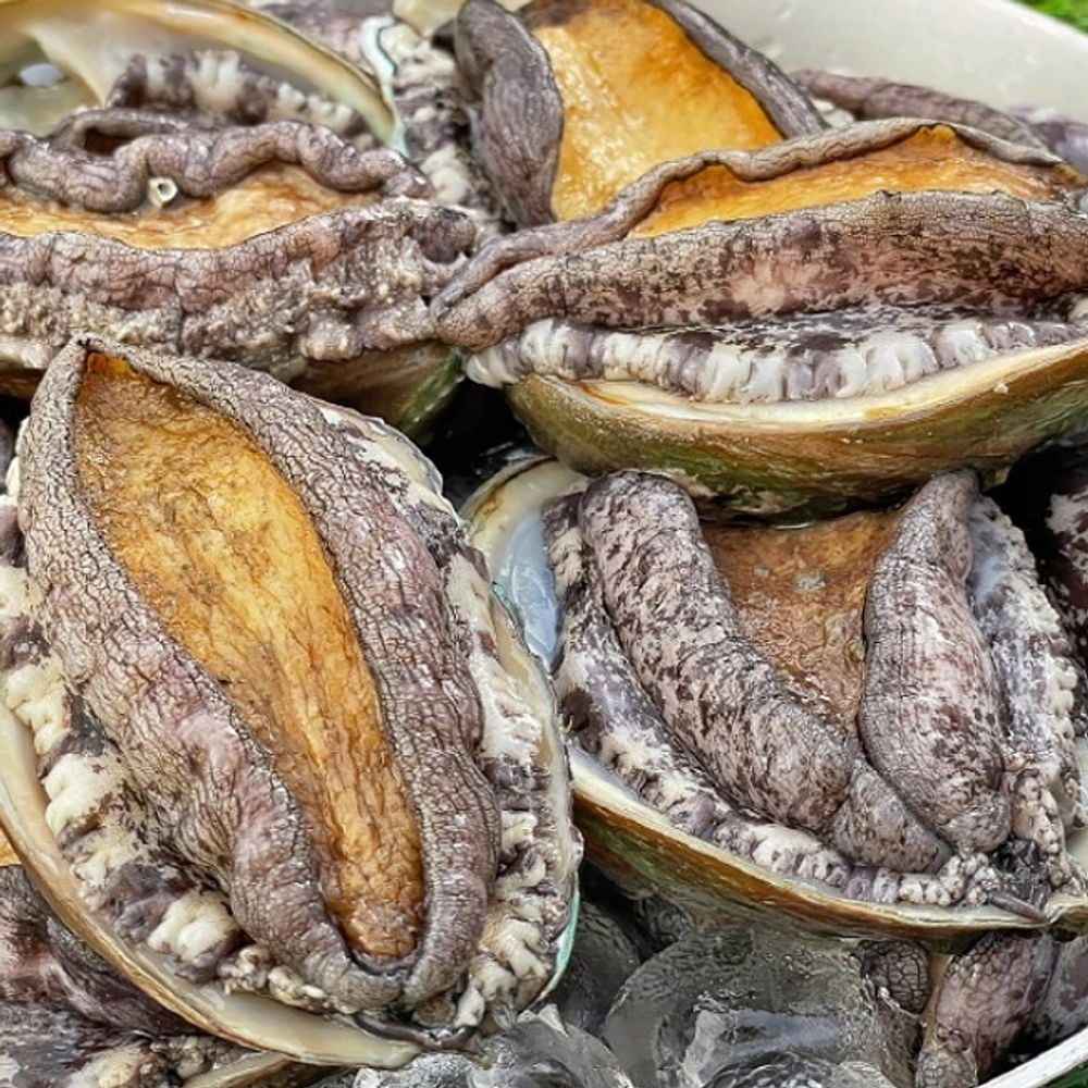 완도산 생물 전복 왕특대 1kg 해산물 활전복 참전복 qwe*144Po 61,470원