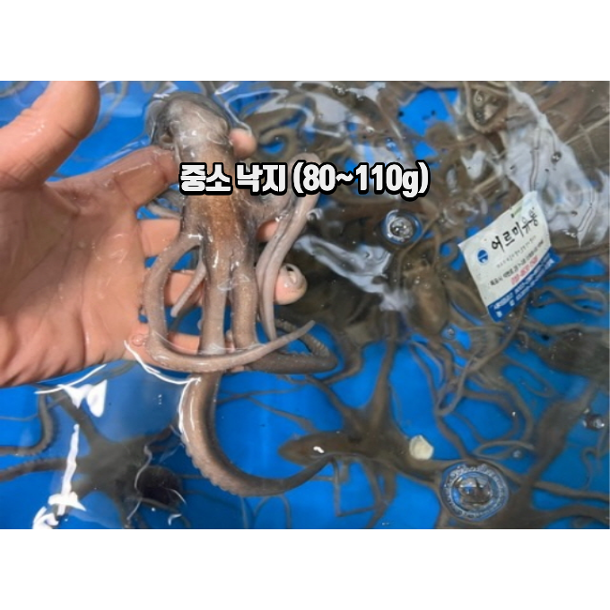 국내산 해감 뻘낙지 목포 세발낙지 산소포장 1박스, 1개, 중소낙지 (약 80~100g) 20마리 156,000원