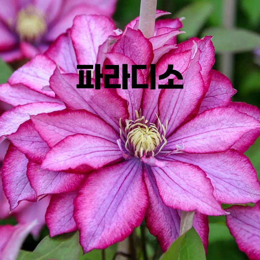 클레마티스 겹꽃 21종 15cm긴포트 으아리 넝쿨식물 덩쿨식물 으아리 야생화 노지월동, 1개, 8.파라디소 20,000원
