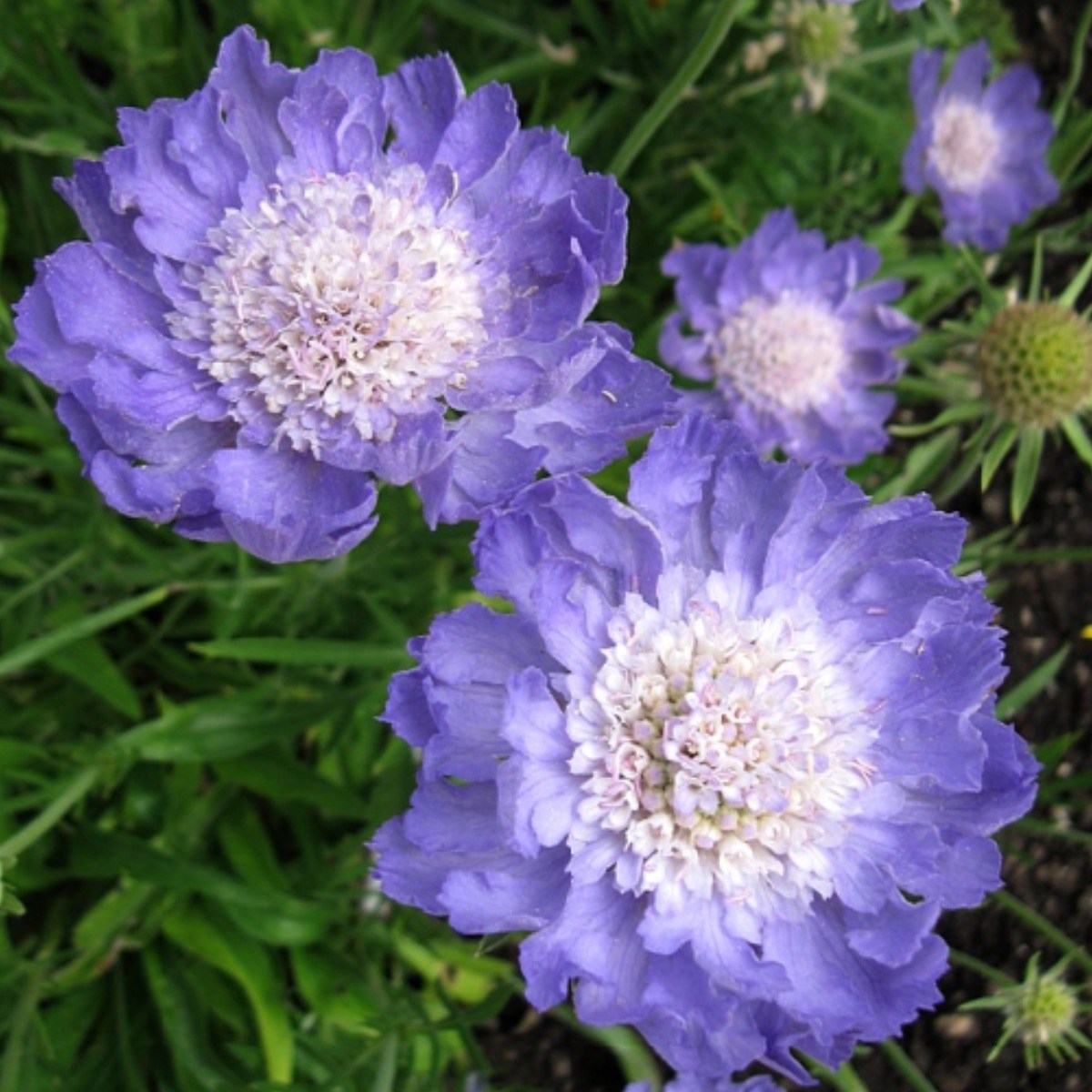 숙근솔체꽃 퍼펙트블루 (블루퍼펙션) 씨앗 소포장 대포장 선택구매, 1개 33,000원