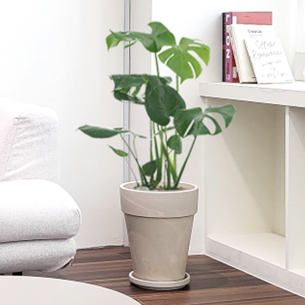 농원청년 크림토분 취임 영전 이직 승진 축하화분 실내 공기정화식물 사무실 카페 매장 공간 인테리어식물 거실화분 집들이 개업식 축하화환 여인초 금전수 뱅갈고무나무 아레카야자 행운목 83,000원