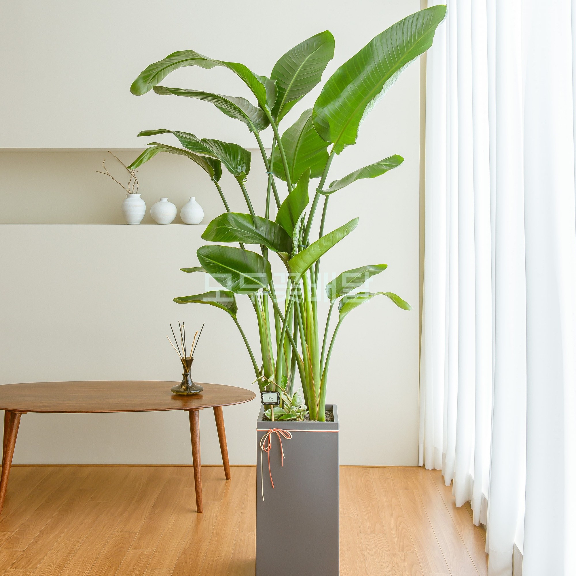 모두꽃배달 개업 화분 배달 가게오픈 축하 사무실 병원 카페, 1개, 16. 극락조 고급형 129,000원