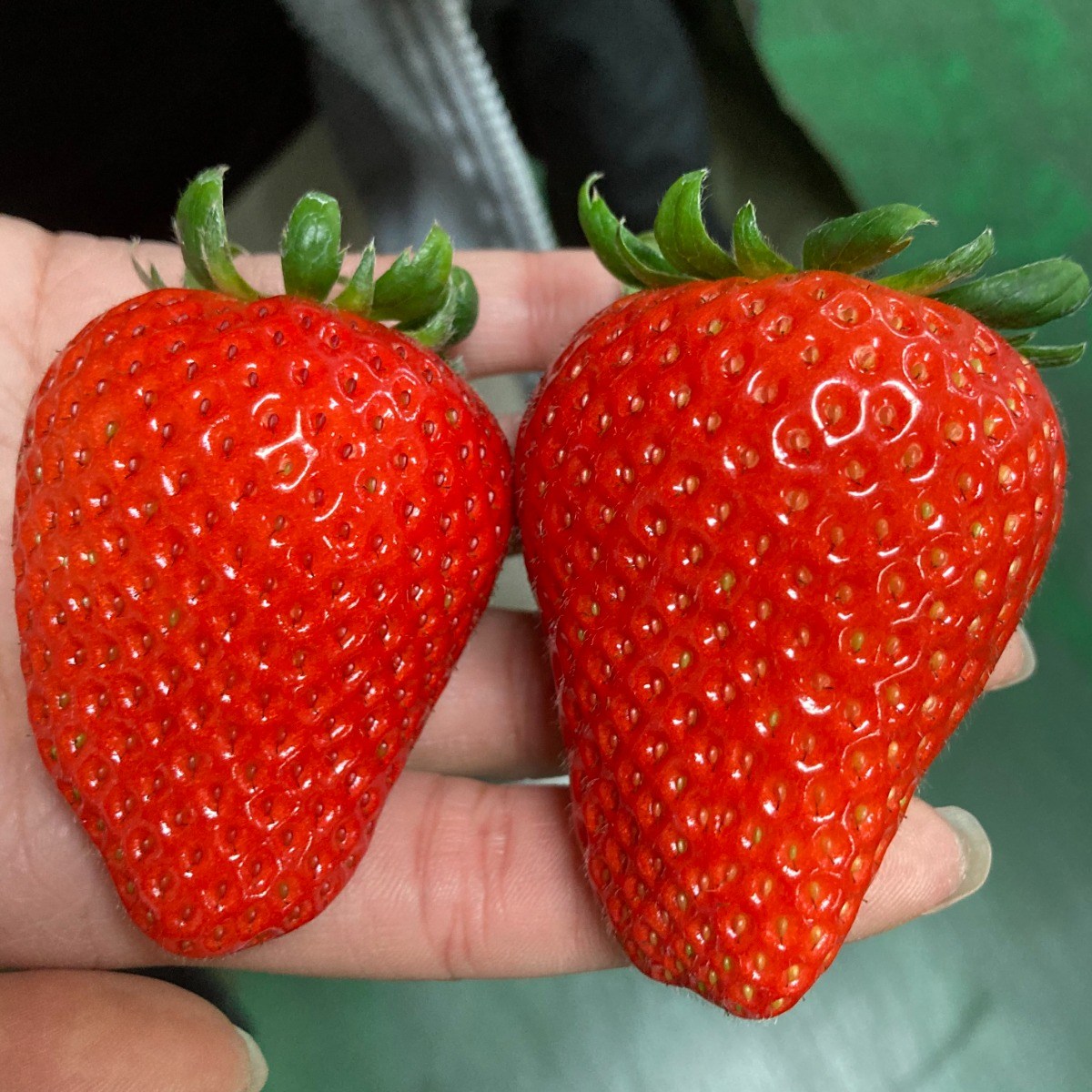 산지직송 프리미엄 논산 고당도 킹스베리 설향 딸기 제철 생딸기 500g 1kg, 1박스, 킹스베리 딸기 왕특사이즈 18개입 내외 1kg 61,900원