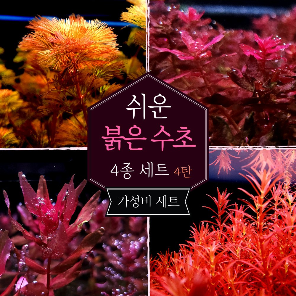 [미초] 달팽이 없는 키우기 쉬운 붉은 수초 4종 초보수초세트 [4탄] (카붐바/마크란드라레드/스몰리프/블러드레드) / 초보자용 수초 / 수초 세트 / 구피 수초 12,800원