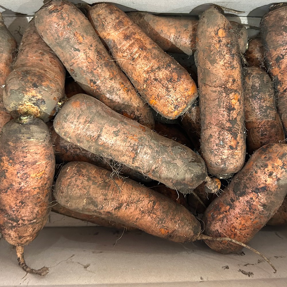 산지직송연구소 햇 당근 농가돕기 노마진 특가 제주도 구좌 흙당근 실속 대용량 국내산 중량 선택 11,060원