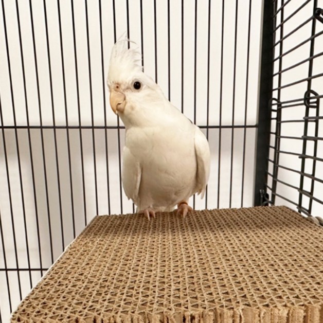 신나서상사 반려조 쪼아쪼아 골판지 스크레처 9,900원