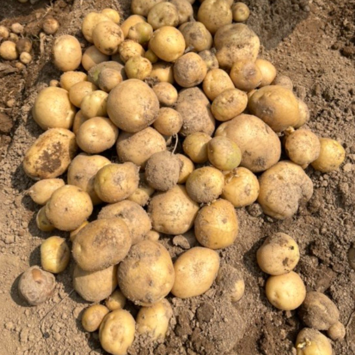 왕산종묘 두백 씨감자 [ 두백 10kg ] 쪄먹는감자 분감자 튀김용 감자 감자씨앗 햇감자 정품씨감자 대서 두백 홍영 자영 백작 왕산 수미 씨감자 강원도 씨감자, 1개 59,900원