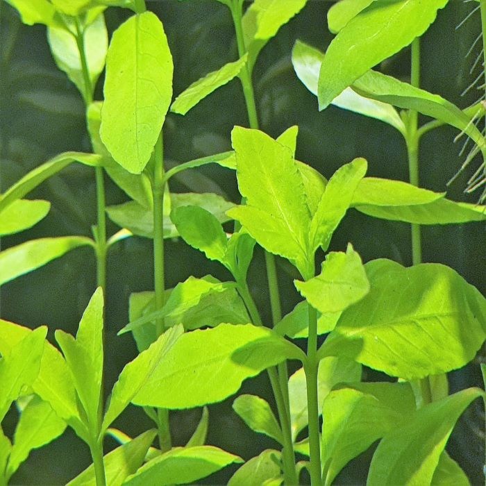 하이그로필라 [3촉], 단품 3,000원