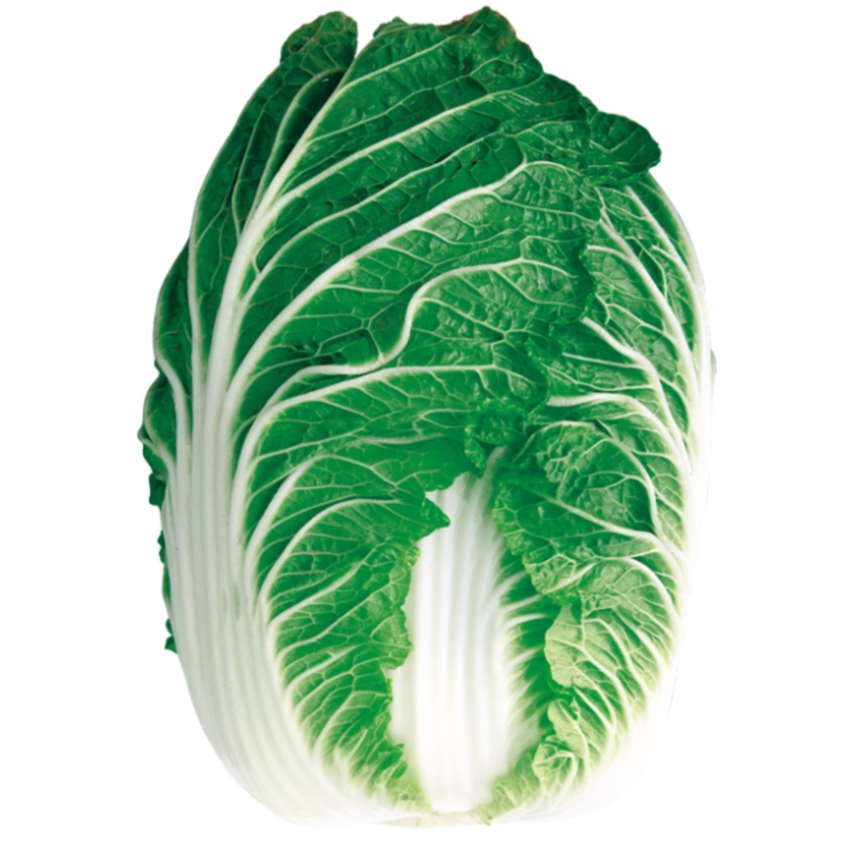 통큰월동배추씨앗 2000립 팜한농 겨울배추종자 35,000원