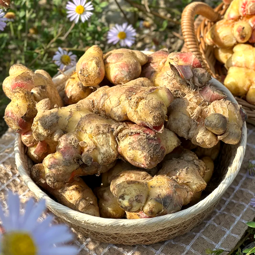 [산지직송] 흙생강 국내산 경북 햇생강 영주 봉화 생강, 1개, 1kg 12,300원