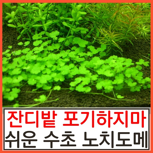 수초하우스) 노치도메(급성장종 잔디밭 수초) 4,880원