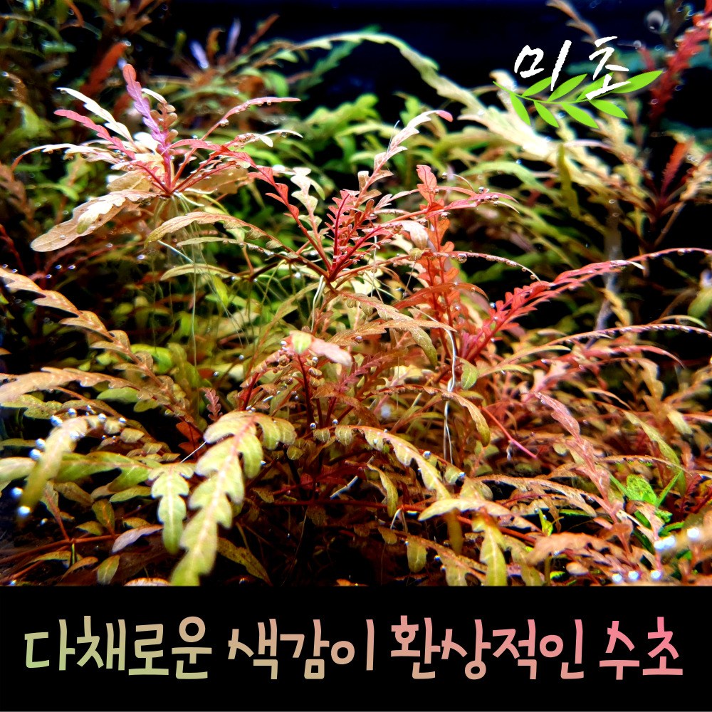 [미초] 하이그로필라 피나디피다 1촉 & 3촉 / 활착수초 / 음성수초 / 초보 수초 / 구피 수초 4,800원
