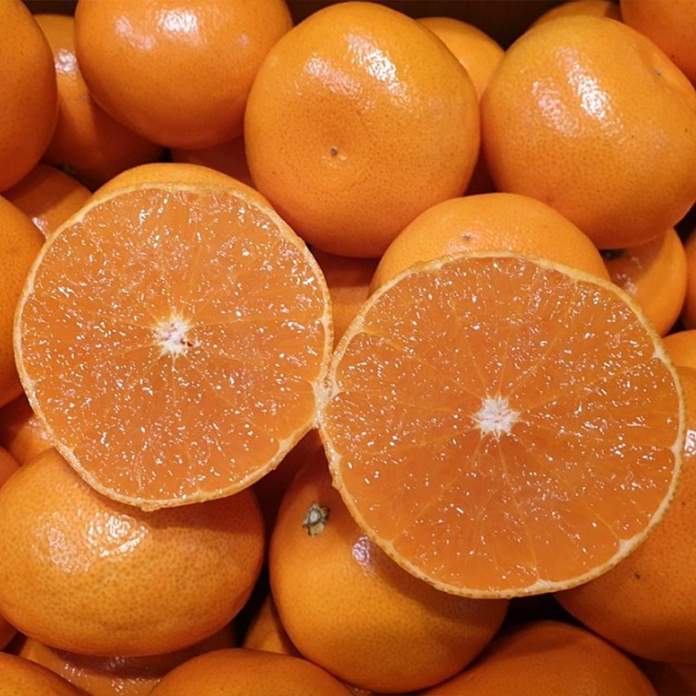 품질선별 초고당도 최상급 제주 천혜향 45,700원