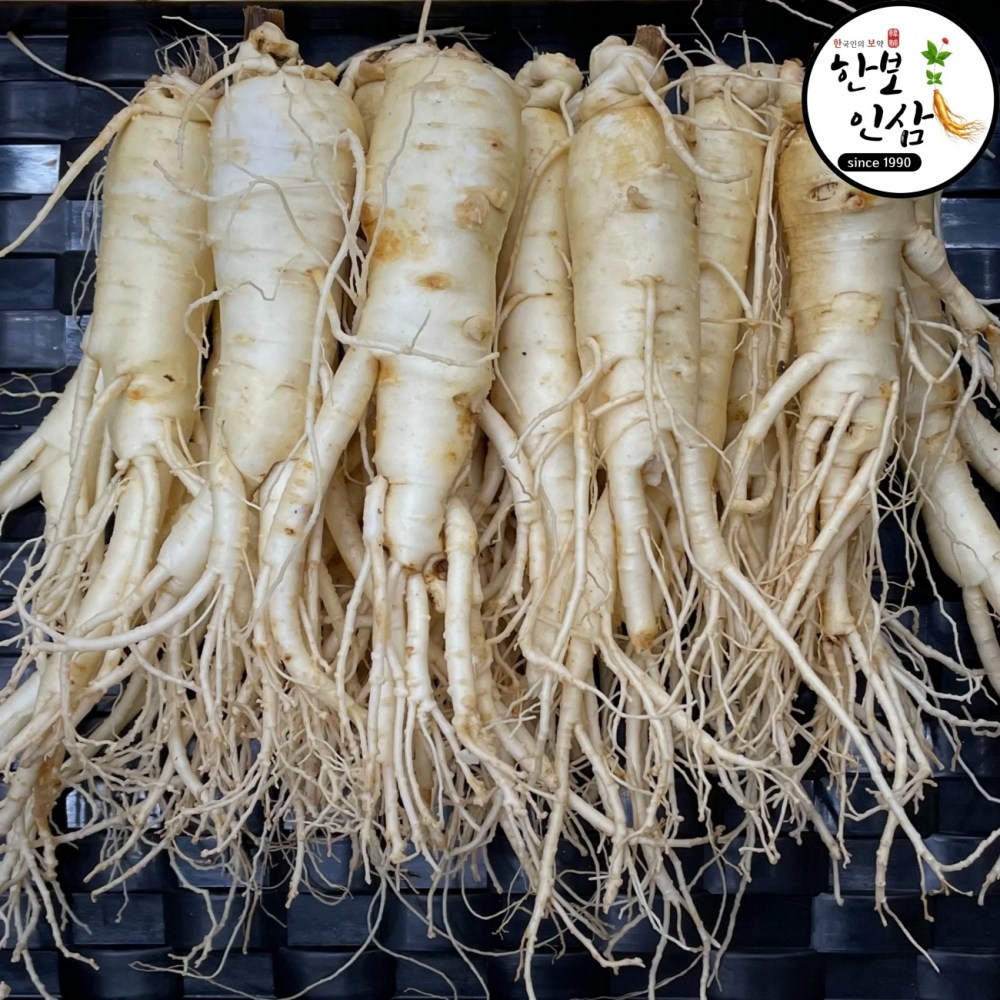 6년근 풍기 인삼 세척 수삼 인삼 황삼 풍기인삼시장 한보인삼사, 1개, 1kg 61,920원