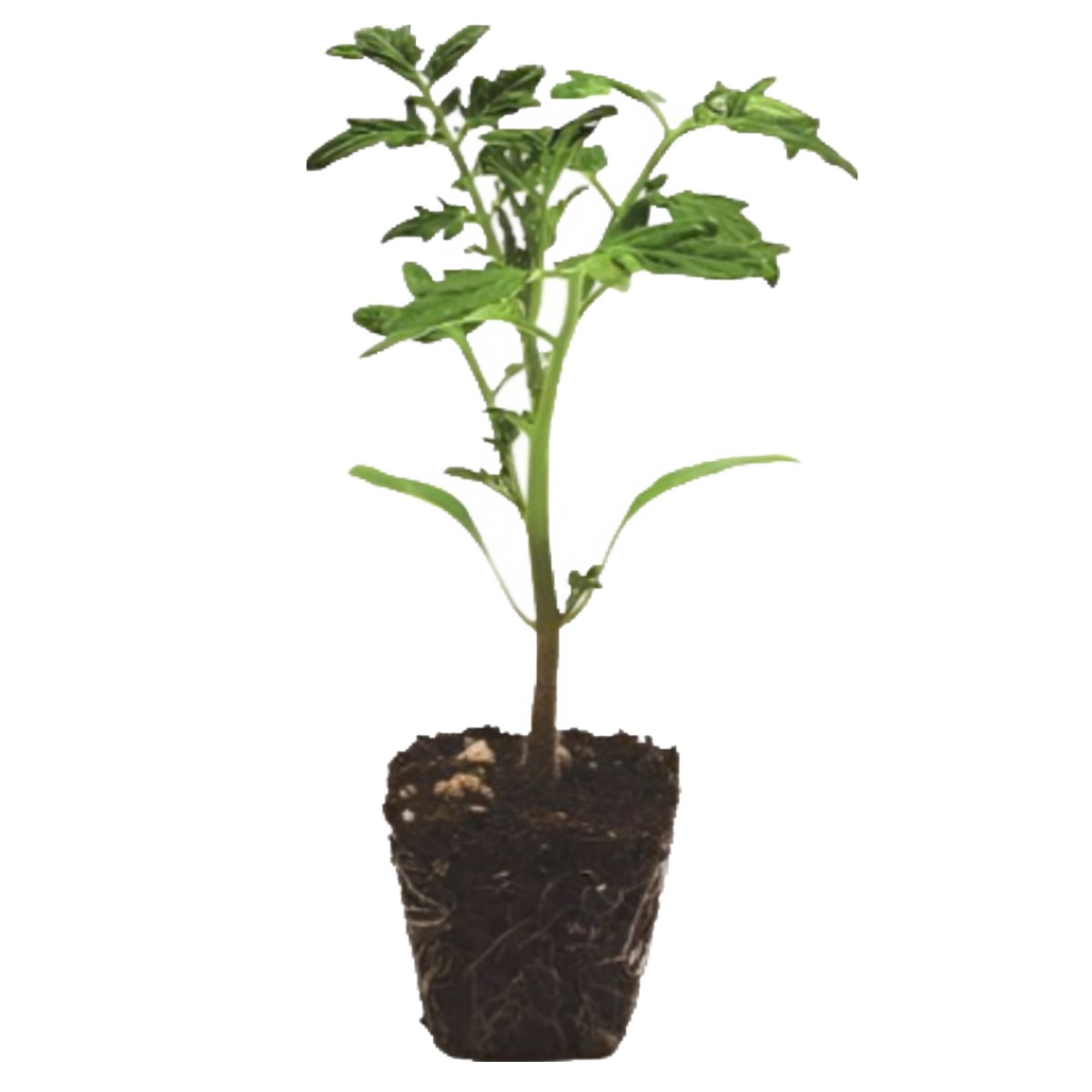 파머시카 방울토마토 모종 당도높은 빨강 19,000원