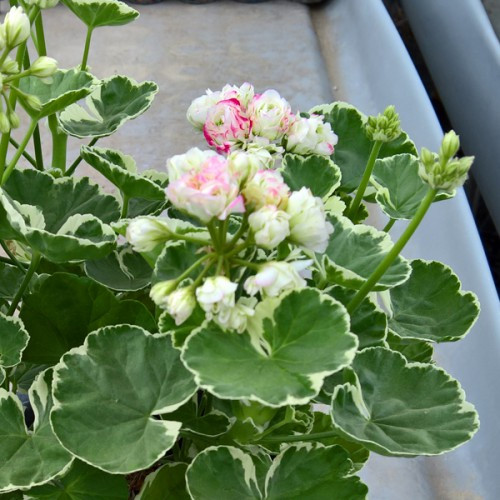 어린모종 조날 제라늄 영양계 8cm분 7,900원