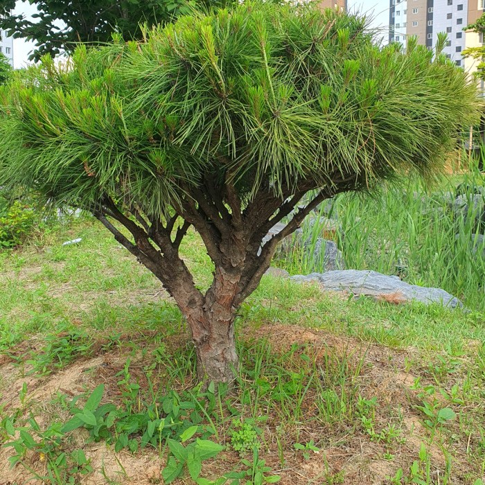 목하원예조경 소나무 둥근소나무 (반송) W0.5상 분, 1개 60,000원