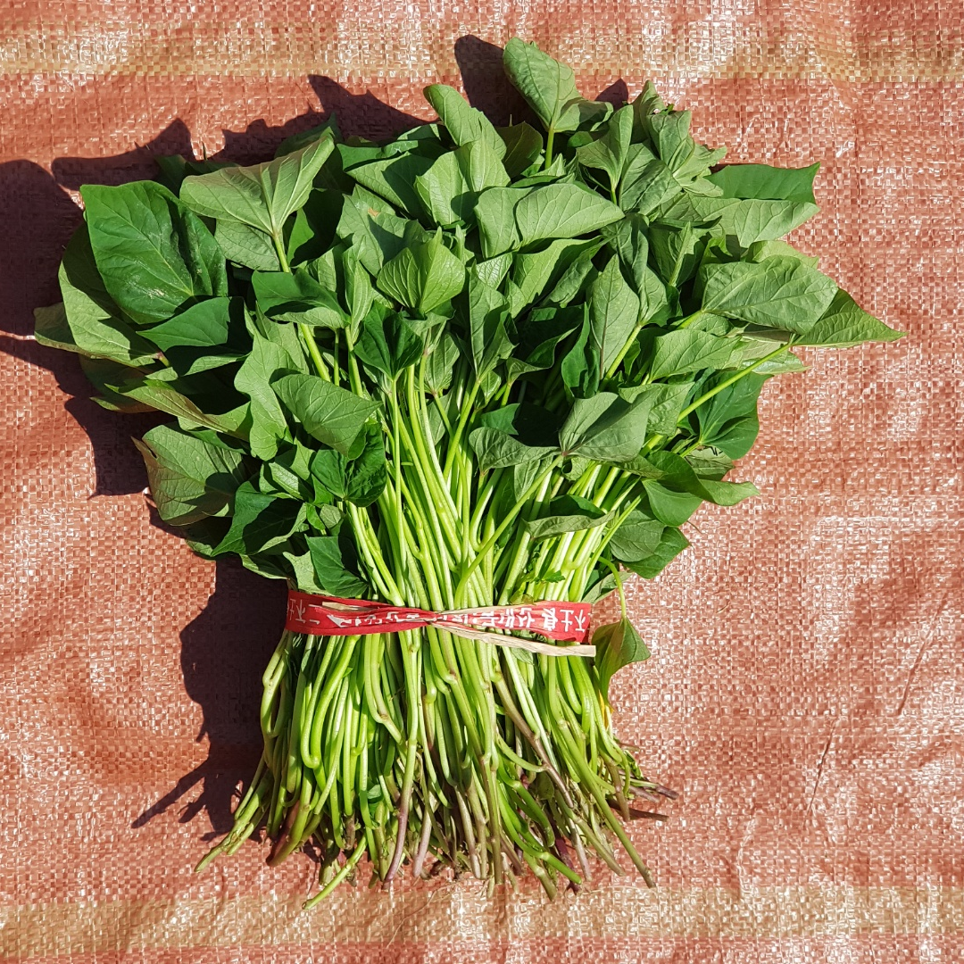 해남 호풍미 고구마순 호박고구마 모종, 1박스, 5kg 53,200원