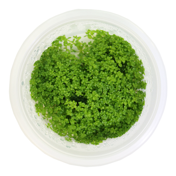 미미네아쿠아 무균 조직 배양수초 - 쿠바펄 5,940원